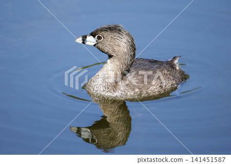Pied billed Grebe 141451587
