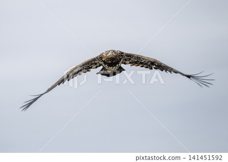 Bald eagle bird Bald eagle bird 141451592
