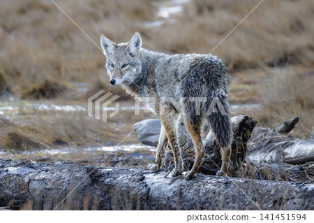 coyote wolf 141451594