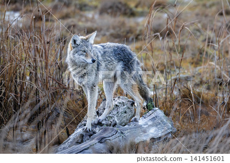 coyote wolf 141451601