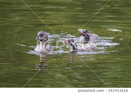 Pied billed Grebe baby Pied billed Grebe baby 141451616
