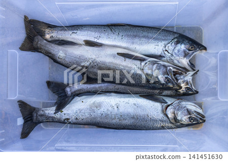 Coho salmon Coho salmon 141451630