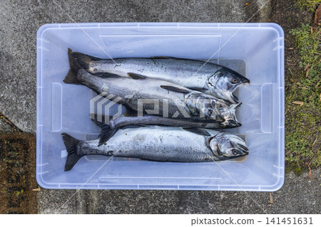 Coho salmon 141451631