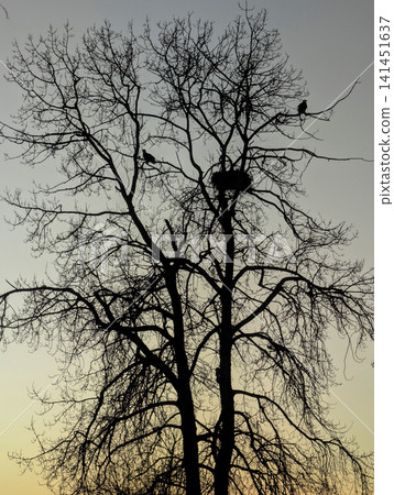 Bald eagle nest Bald eagle nest 141451637