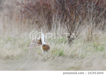 Barn owl bird Barn owl bird 141451644