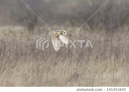 Barn owl bird Barn owl bird 141451645