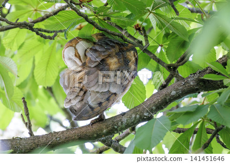 Barn owl bird Barn owl bird 141451646