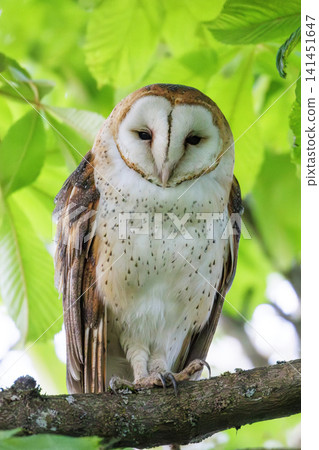 Barn owl bird 141451647