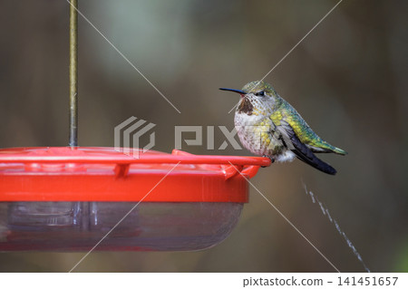 anna's hummingbird anna's hummingbird 141451657