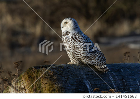 Snowy owl bird Snowy owl bird 141451668