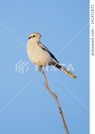 Northern Shrike bird Northern Shrike bird 141451671