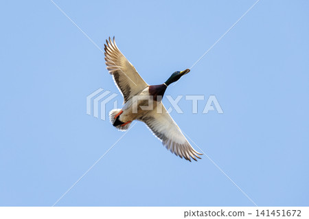 Mallard duck Mallard duck 141451672