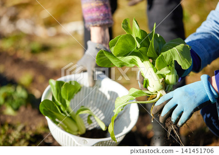 Two women harvesting winter vegetables 141451706