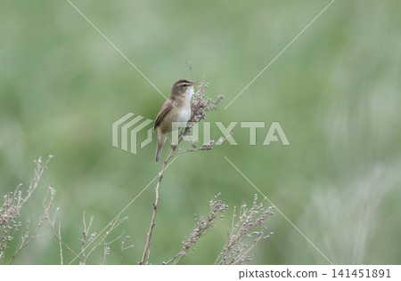 Tweet Coyoteukiri Tweet Coyoteukiri 141451891