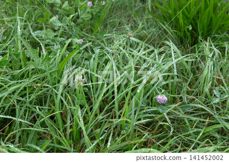 Summer wildflowers, wet with dew 141452002