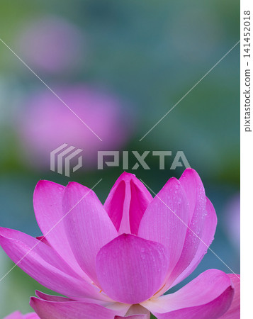 美麗的粉紅色蓮花 美麗的粉紅色蓮花 141452018