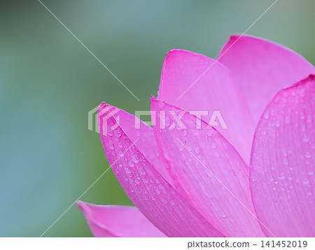 風景與蓮花 風景與蓮花 141452019