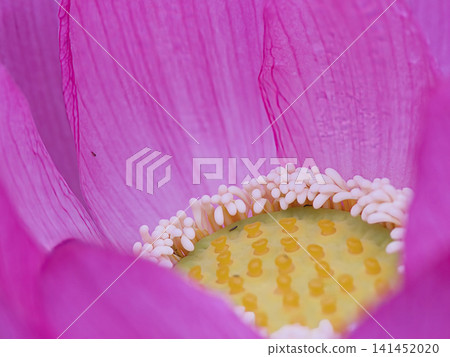 蓮花瓣 蓮花瓣 141452020