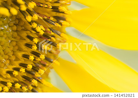 黃花 黃花 141452021