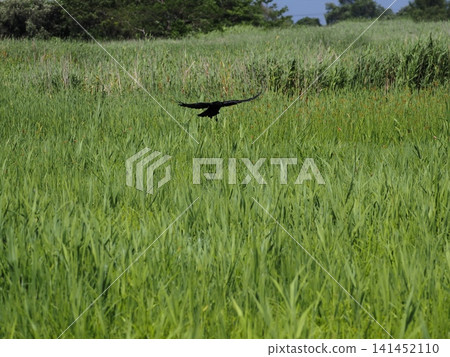 Flight of crow Flight of crow 141452110