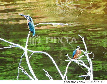 Two young kingfishers waiting for their parent. Two young kingfishers waiting for their parent. 141452169