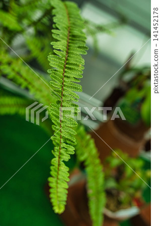食肉植物特寫 食肉植物特寫 141452178