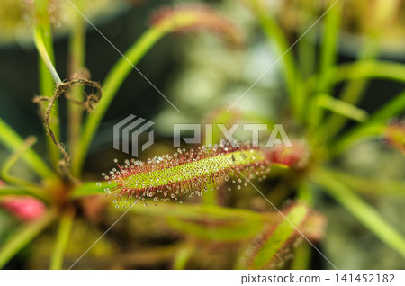 carnivorous plant closeup carnivorous plant closeup 141452182