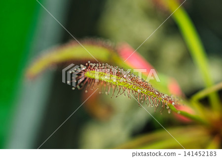 食肉植物特寫 食肉植物特寫 141452183