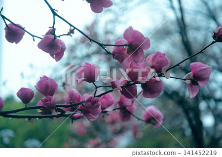 Magnolia blossoms wet with rain Magnolia blossoms wet with rain 141452219