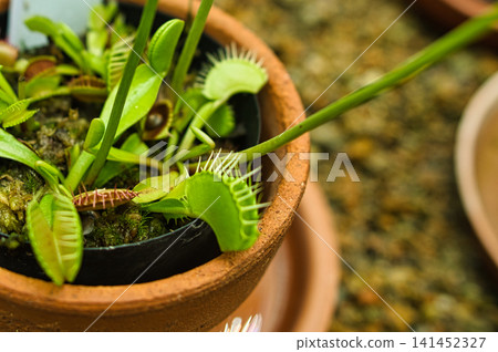 Carnivorous plant Carnivorous plant 141452327