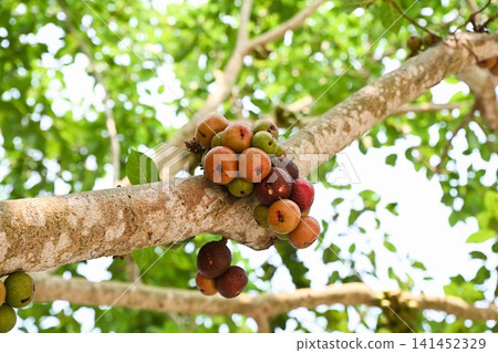 Ficus racemosa cluster fig tree branch with ripe red and brown fruits family Moraceae close up tropical organic plant in garden Da Nang City Vietnam 141452329