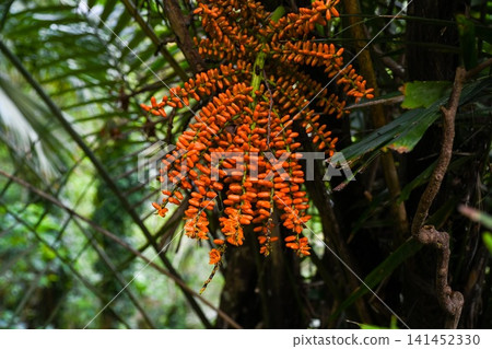 A close up selective focus view captures a heavy hanging cluster of ripe orange fruits on an arenga engleri palm tree in Hong Kong 141452330