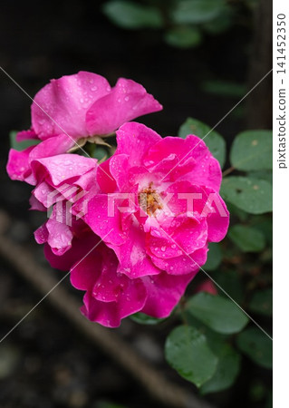 Pink Rosa William Baffin flowers with raindrops on petals and dark green foliage after rain close up Pink Rosa William Baffin flowers with raindrops on petals and dark green foliage after rain close up 141452350