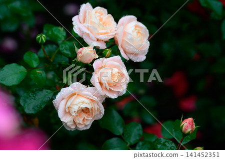 Peach Rosa Ambridge Rose flowers with raindrops on petals and dark green foliage after rain close up copy space right side 141452351