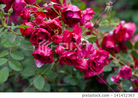 Deep pink Rosa Adelaide Hoodless flowers with raindrops on petals and dark green foliage after rain close up copy space Deep pink Rosa Adelaide Hoodless flowers with raindrops on petals and dark green foliage after rain close up copy space 141452363