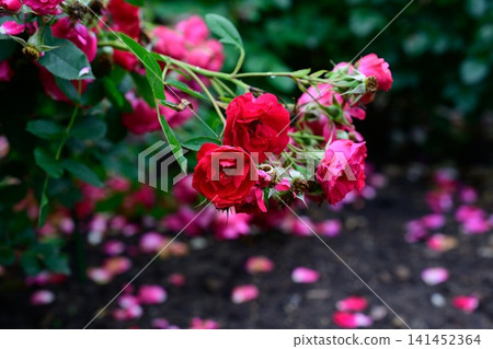 Deep pink Rosa Adelaide Hoodless flowers with raindrops on petals and fallen petals on ground after rain copy space 141452364