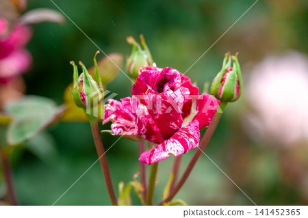 Striped magenta and white Rosa Deep Impression flower with buds on green blurred background after rain copy space 141452365