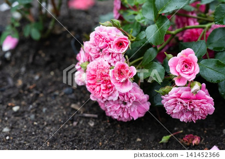 Pink Rosa Les Quatre Saisons flowers with raindrops on petals and dark green foliage after rain close up copy space 141452366