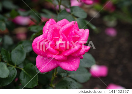 Bright pink Rosa Caprice de Meilland flower with raindrops on petals and dark green foliage after rain close up copy space Bright pink Rosa Caprice de Meilland flower with raindrops on petals and dark green foliage after rain close up copy space 141452367