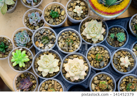 Assorted succulent plants and small cacti in plastic cups top view on a flower market display flat lay Assorted succulent plants and small cacti in plastic cups top view on a flower market display flat lay 141452379