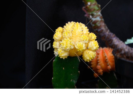Grafted yellow moon cactus Gymnocalycium mihanovichii with many small yellow pups on a black background close up Grafted yellow moon cactus Gymnocalycium mihanovichii with many small yellow pups on a black background close up 141452386