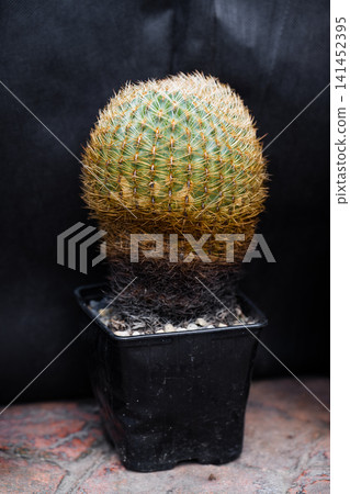 Potted Parodia leninghausii cactus plant with golden spines on dark background side view golden ball cactus specimen Potted Parodia leninghausii cactus plant with golden spines on dark background side view golden ball cactus specimen 141452395