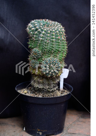 Vertical full length shot of potted Gymnocalycium moserianum f. monstrosa cactus in black plastic pot. Vertical full length shot of potted Gymnocalycium moserianum f. monstrosa cactus in black plastic pot. 141452396