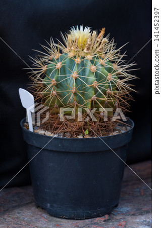 Potted Ferocactus glaucescens cactus plant with yellow flower blooming on dark background side view blue barrel cactus Potted Ferocactus glaucescens cactus plant with yellow flower blooming on dark background side view blue barrel cactus 141452397