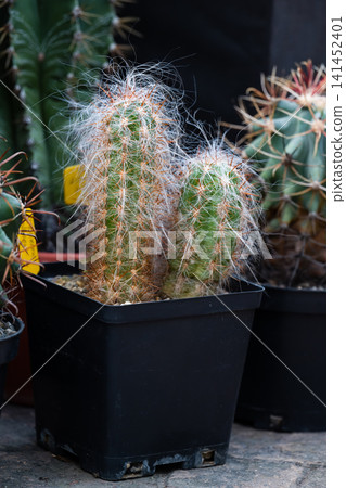 Potted Oreocereus celsianus cactus plant with fluffy white hair and sharp spines on dark background side view old man of the andes Potted Oreocereus celsianus cactus plant with fluffy white hair and sharp spines on dark background side view old man of the andes 141452401