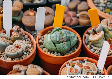 Potted Pleiospilos nelii succulent plant focusing on central green split rock stone plant group of lithops living stone Potted Pleiospilos nelii succulent plant focusing on central green split rock stone plant group of lithops living stone 141452404