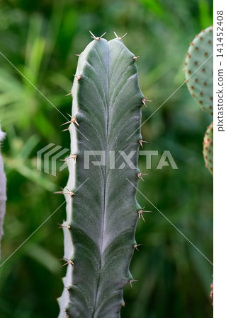 Stenocereus pruinosus cactus stem focusing on central ribbed stalk on blurred green background close up pruinose cactus Stenocereus pruinosus cactus stem focusing on central ribbed stalk on blurred green background close up pruinose cactus 141452408