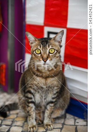 Close up portrait of a scared domestic tabby cat with wide open yellow eyes sitting on the floor and looking at camera Close up portrait of a scared domestic tabby cat with wide open yellow eyes sitting on the floor and looking at camera 141452421