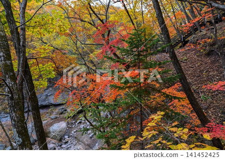 Autumn forest at Kravtsovskie waterfalls area in Primorsky Krai Russia with rocky gorge wooden stairs and bright fall foliage natural travel scene Autumn forest at Kravtsovskie waterfalls area in Primorsky Krai Russia with rocky gorge wooden stairs and bright fall foliage natural travel scene 141452425