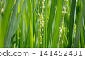 米花 141452431